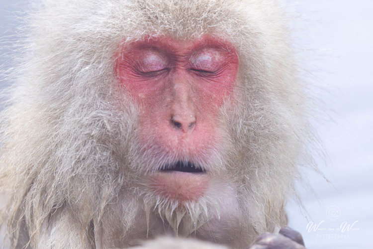 2026-02-15 - Apen portret<br/>Jigokudani Monkey Park - Yamanouchi - Japan<br/>Canon EOS R5m2 - 500 mm - f/7.1, 1/500 sec, ISO 3200