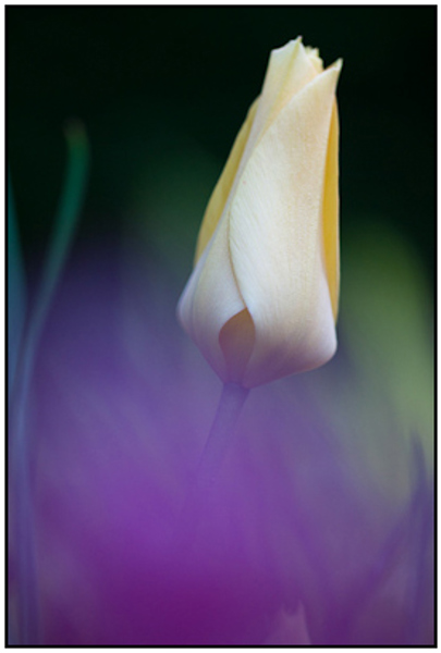 2011-04-29 - Tulp<br/>Thuis - Zeist - Nederland<br/>Canon EOS 7D - 100 mm - f/2.8, 1/60 sec, ISO 400