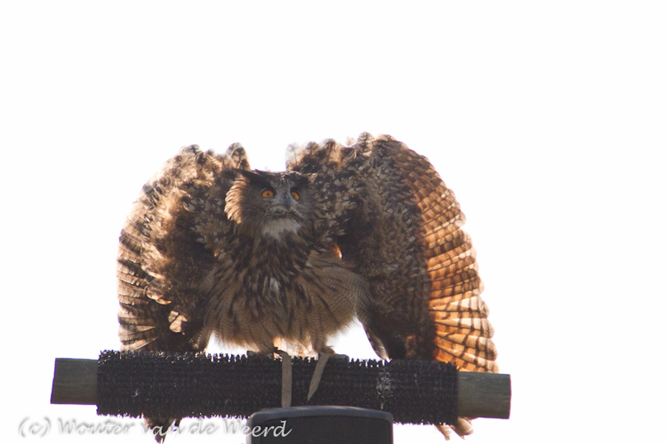 2011-09-25 - Oehoe die zich groot maakt i.v.m. een overvliegende buizerd<br/>Diergaarde Blijdorp - Rotterdam - Nederland<br/>Canon EOS 7D - 105 mm - f/4.0, 1/1000 sec, ISO 400