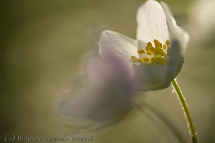 2012-03-19 - Bosanemonen<br/>Landgoed Amelisweerd - Bunnik-Utrecht - Nederland<br/>Canon EOS 7D - 100 mm - f/2.8, 1/1000 sec, ISO 200