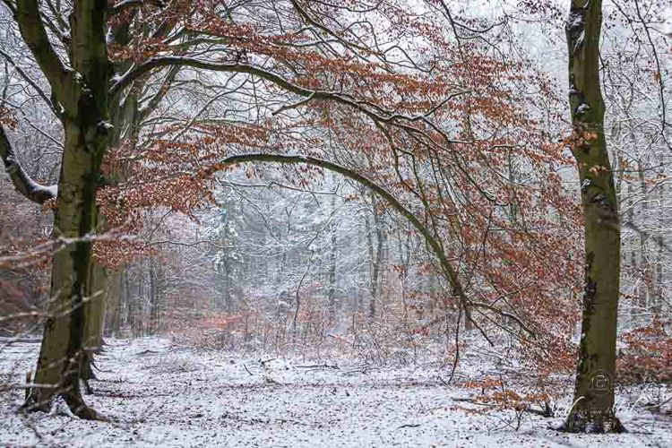 2023-01-20 - Boog van rode beukenblaadjes<br/>Kaapse Bossen - Doorn - Nederland<br/>Canon EOS R5 - 70 mm - f/5.6, 0.04 sec, ISO 800