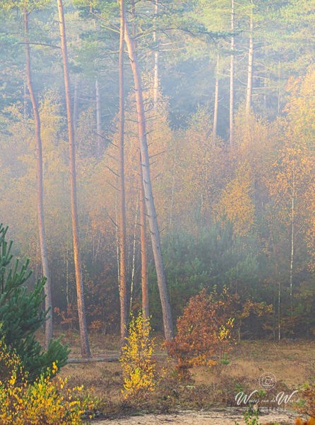 2025-11-07 - Herfstcompositie<br/>Erfgooiersbos - Hilversum - Nederland<br/>Canon EOS R5 - 145 mm - f/8.0, 1/40 sec, ISO 400
