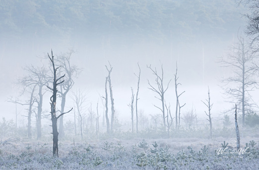 2021-03-24 - Dode bomen in de mist<br/>Brunsummerheide - Brunssum - Nederland<br/>Canon EOS 5D Mark III - 400 mm - f/8.0, 0.04 sec, ISO 100