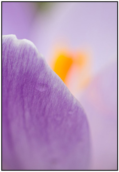 2011-03-14 - Kleurijke stampers en meeldraden<br/>Zeist - Nederland<br/>Canon EOS 7D - 100 mm - f/5.0, 1/160 sec, ISO 400