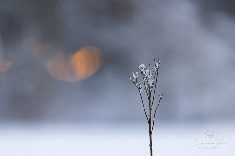 2023-01-20 - Detail in de sneeuw<br/>Kaapse Bossen - Doorn - Nederland<br/>Canon EOS R5 - 200 mm - f/2.8, 1/400 sec, ISO 1250