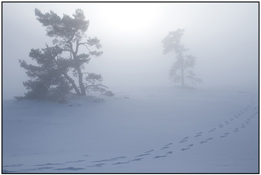 2010-12-30 - Bomen in de mist<br/>NP De Hoge Veluwe - Otterlo - Nederland<br/>Canon EOS 7D - 24 mm - f/8.0, 1/400 sec, ISO 200