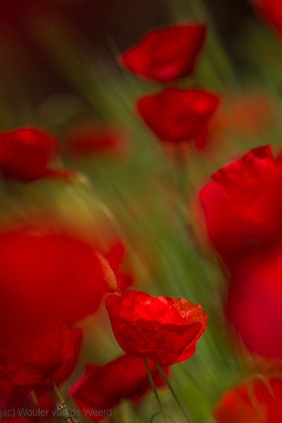 2013-05-04 - Klaprozen in de wind<br/>Umbrië - Omgeving Tuoro sul Trasimeno - Italië<br/>Canon EOS 7D - 220 mm - f/5.6, 1/1250 sec, ISO 200