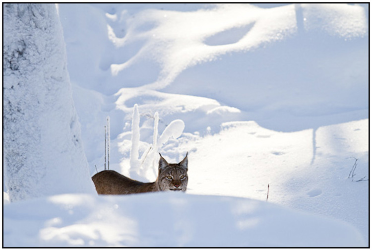 2011-02-10 - Lynx in de sneeuw<br/>Ranua Wildlife Park - Ranua - Finland<br/>Canon EOS 7D - 300 mm - f/3.2, 1/3200 sec, ISO 200