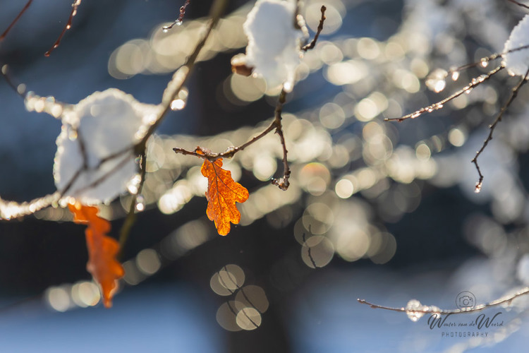 2026-01-04 - Herfstkleur in de winter<br/>Bornia -Heidestein - Zeist - Nederland<br/>Canon EOS R6m2 - 200 mm - f/3.5, 1/2000 sec, ISO 800