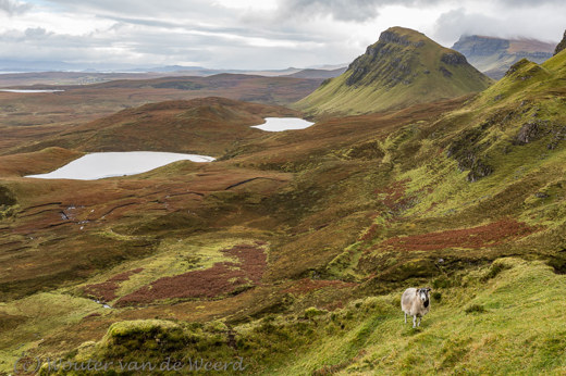 2016-10-18 - Schots Blackface schaap en een prachtig uitzicht<br/>Quiraing - Isle of Skye - Schotland<br/>Canon EOS 5D Mark III - 38 mm - f/8.0, 0.04 sec, ISO 200