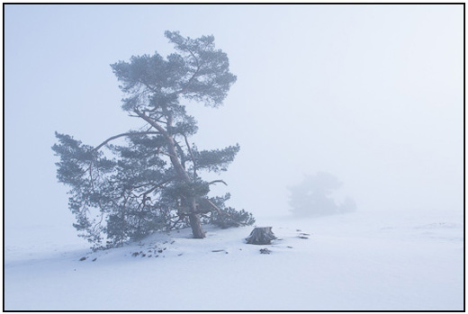 2010-12-30 - Vliegdennen in de mist<br/>NP De Hoge Veluwe - Otterlo - Nederland<br/>Canon EOS 7D - 24 mm - f/8.0, 1/250 sec, ISO 200