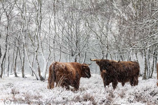 2012-12-03 - Twee Schotse Hooglanders in een wit sneeuwlandschap<br/>Terletseweg - Terlet - Nederland<br/>Canon EOS 7D - 105 mm - f/9.0, 1/40 sec, ISO 400