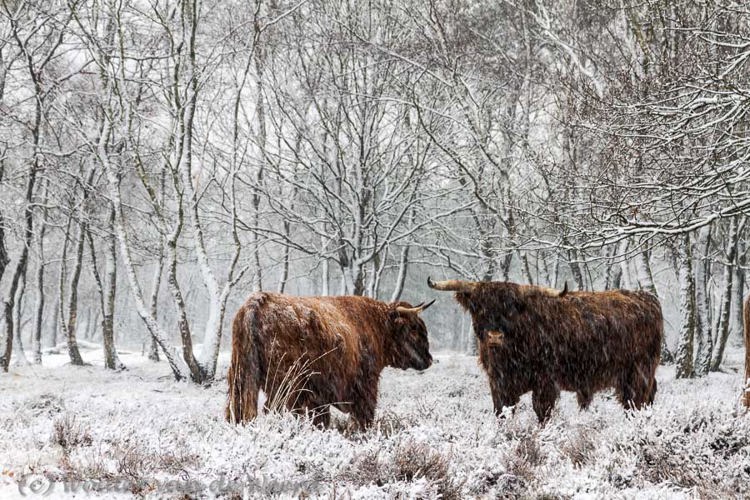 2012-12-03 - Twee Schotse Hooglanders in een wit sneeuwlandschap<br/>Terletseweg - Terlet - Nederland<br/>Canon EOS 7D - 105 mm - f/9.0, 1/40 sec, ISO 400