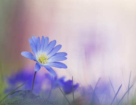 Blauwe Blauwe