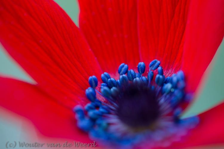 2012-05-04 - Anemoon<br/>Lesbos - Griekenland<br/>Canon EOS 7D - 100 mm - f/2.8, 0.02 sec, ISO 200