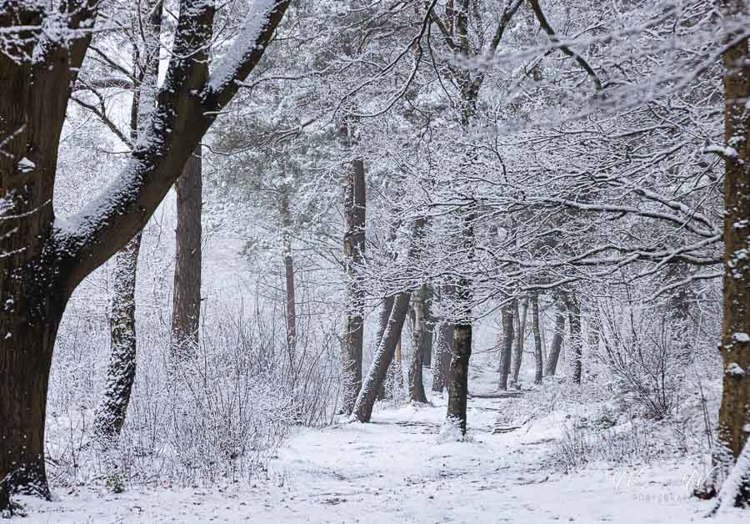 2023-01-20 - Pad met scheve, besnneeuwde bomen<br/>Kaapse Bossen - Doorn - Nederland<br/>Canon EOS R5 - 200 mm - f/8.0, 0.02 sec, ISO 1250