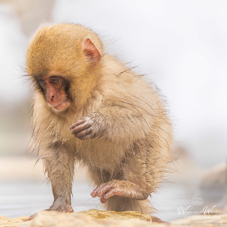 2026-02-14 - Schattig kleintje<br/>Jigokudani Monkey Park - Yamanouchi - Japan<br/>Canon EOS R5m2 - 400 mm - f/6.3, 1/400 sec, ISO 500