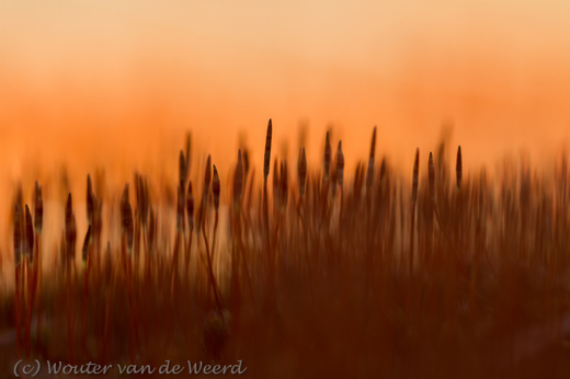 2013-03-04 - Ruig haarmos - mini-landschapje<br/>Loonse en Drunense duinen - Loon op Zand - Nederland<br/>Canon EOS 7D - 100 mm - f/2.8, 1/640 sec, ISO 200