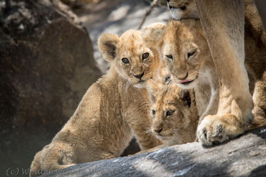 2015-10-21 - Nieuwsgierige leeuwenwelpjes<br/>Serengeti - Tanzania<br/>Canon EOS 7D Mark II - 420 mm - f/5.6, 1/1000 sec, ISO 1600