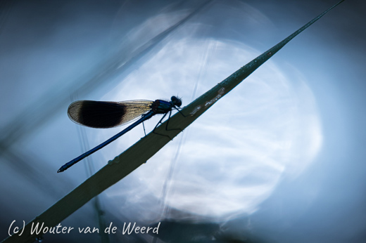 2020-06-14 - Licht, stromend water en een weidebeekjuffer<br/>Woudenberg - Nederland<br/>Canon EOS 7D Mark II - 400 mm - f/5.6, 1/2500 sec, ISO 800