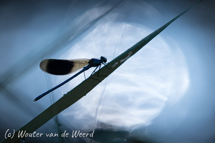 2020-06-14 - Licht, stromend water en een weidebeekjuffer<br/>Woudenberg - Nederland<br/>Canon EOS 7D Mark II - 400 mm - f/5.6, 1/2500 sec, ISO 800