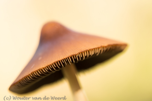 2017-10-27 - Plaatjes van een paddenstoel<br/>Westbroek - Nederland<br/>Canon EOS 5D Mark III - 100 mm - f/5.6, 1/30 sec, ISO 400