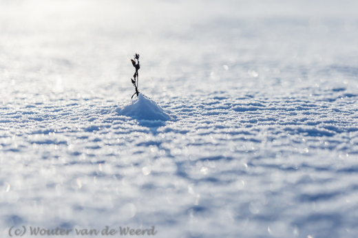 2014-12-28 - Plantje in de sneeuw<br/>Plantage Willem III - Elst - Nederland<br/>Canon EOS 5D Mark III - 70 mm - f/3.5, 1/2000 sec, ISO 200