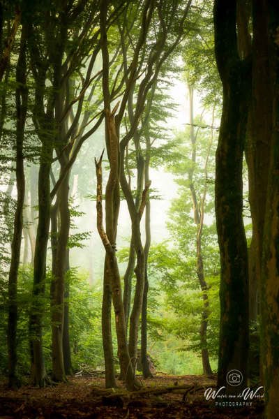 2026-10-02 - Dansende bomen<br/>Speuldersbos - Garderen - Nederland<br/>Canon EOS R5m2 - 155 mm - f/7.1, 0.5 sec, ISO 200