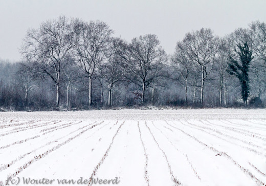 2012-12-07 - Besneeuwd boerenland met bomenrij<br/>Landgoed Rhijnauwen - Bunnik - Nederland<br/>Canon EOS 7D - 130 mm - f/6.3, 1/400 sec, ISO 800