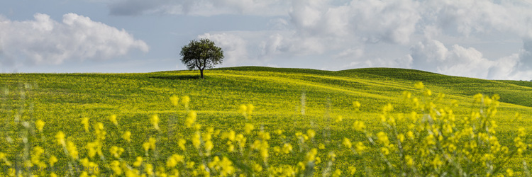 2013-04-28 - Voorjaar in Toscane<br/>Toscane - Pienza - Val d’ Orcia - Italië<br/>Canon EOS 7D - 100 mm - f/8.0, 1/500 sec, ISO 200