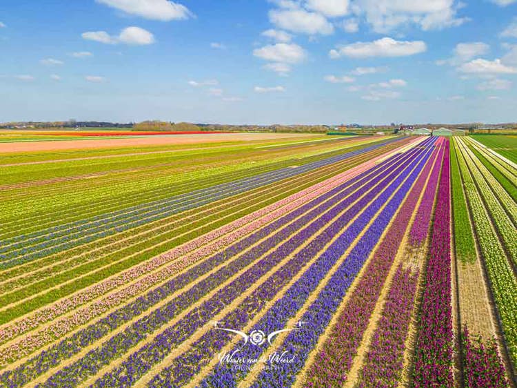2023-04-18 - Kleurige lijnenspek van de bloembollen, met drone gefotografeerd<br/>Noord-Holland - Nederland<br/>FC3582 - 6.7 mm - f/1.7, 1/1500 sec, ISO 100