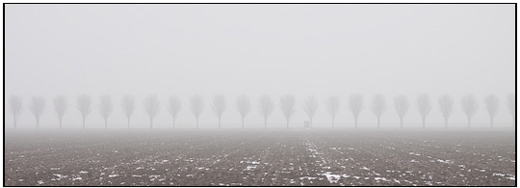 001-01-01 - Boompjes in de mist in de polder<br/>Polder - Almere - Nederland<br/> -  - , , ISO 