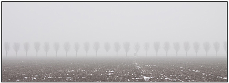 001-01-01 - Boompjes in de mist in de polder<br/>Polder - Almere - Nederland<br/> -  - , , ISO