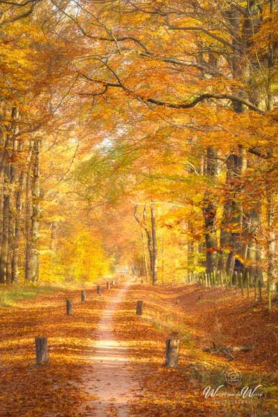 2025-11-07 - Fietspad tussen de kleurige bomen<br/>Erfgooiersbos - Hilversum - Nederland<br/>Canon EOS R5 - 130 mm - f/16.0, 1/8 sec, ISO 400