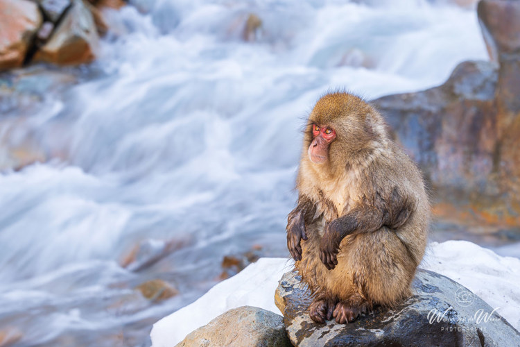 2026-02-15 - Snow monkey zittend bij de rivier<br/>Jigokudani Monkey Park - Yamanouchi - Japan<br/>Canon EOS R5m2 - 223 mm - f/13.0, 0.1 sec, ISO 100
