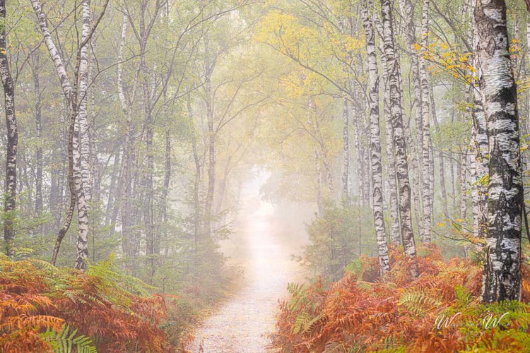 2022-10-15 - Sfeer in het bos<br/>Amerongen - Nederland<br/>Canon EOS R5 - 135 mm - f/11.0, 3.2 sec, ISO 200