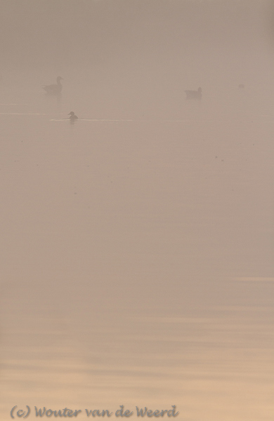 2012-09-23 - Eendjes in de mist<br/>Wavershoek - Waverveen - Nederland<br/>Canon EOS 7D - 300 mm - f/5.6, 1/500 sec, ISO 400