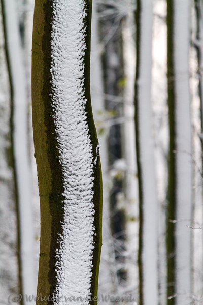 2012-12-07 - Lijnenspel van besneeuwde bomen<br/>Landgoed Rhijnauwen - Bunnik - Nederland<br/>Canon EOS 7D - 400 mm - f/5.6, 1/40 sec, ISO 800