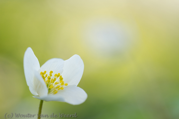 2012-03-19 - Bosanemoon met geel-groene achtergrond<br/>Landgoed Amelisweerd - Bunnik-Utrecht - Nederland<br/>Canon EOS 7D - 100 mm - f/3.5, 1/60 sec, ISO 200