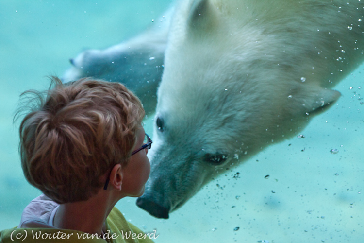 2011-09-25 - Letterlijk oog in oog met een ijsbeer<br/>Diergaarde Blijdorp - Rotterdam - Nederland<br/>Canon EOS 7D - 300 mm - f/4.0, 1/400 sec, ISO 400