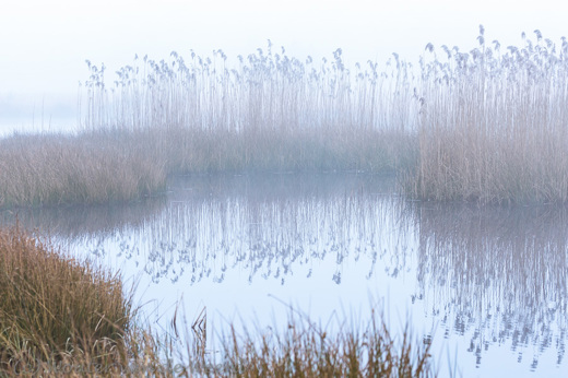 2015-03-20 - Rietkragen in de mist<br/>Kootwijkerveen - Kootwijk - Nederland<br/>Canon EOS 5D Mark III - 100 mm - f/8.0, 0.02 sec, ISO 800