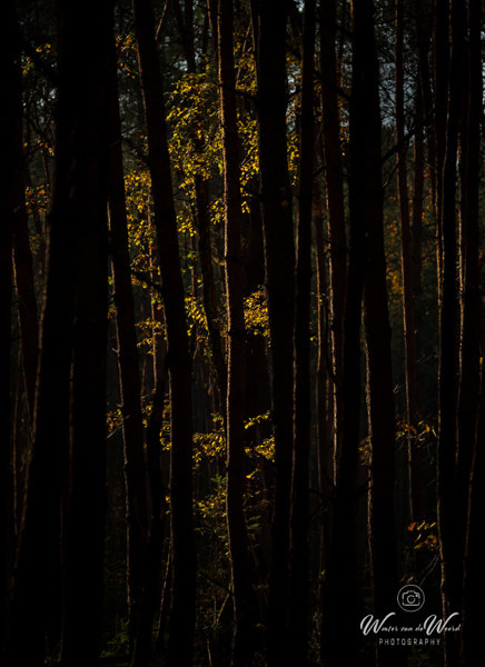 2025-11-07 - Spannend doorkijkje met mooi licht<br/>Erfgooiersbos - Hilversum - Nederland<br/>Canon EOS R5 - 200 mm - f/4.5, 1/640 sec, ISO 400