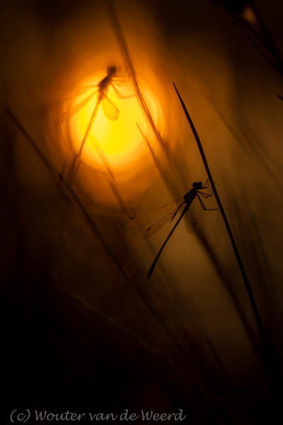 2013-08-21 - Caught in the light - Dubbelportret<br/>Leersumse veld - Leersum - Nederland<br/>Canon EOS 7D - 100 mm - f/4.0, 1/3200 sec, ISO 100