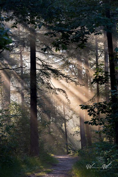 2022-09-30 - Zonneharpen in het bos<br/>Austerlitz - Nederland<br/>Canon EOS R5 - 145 mm - f/8.0, 1/30 sec, ISO 200