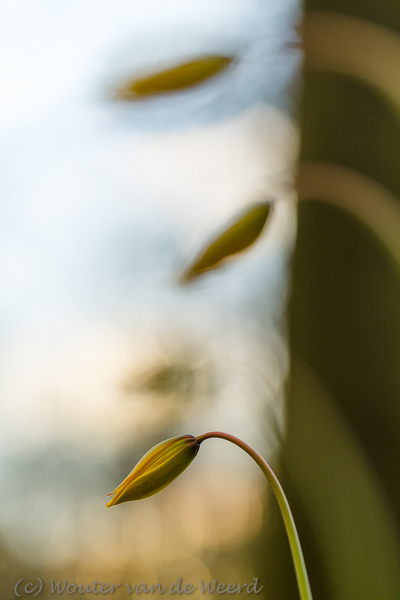 2016-04-07 - Bostulpen <br/>Landgoed Amelisweerd - Bunnik-Utrecht - Nederland<br/>Canon EOS 5D Mark III - 100 mm - f/3.5, 1/800 sec, ISO 800