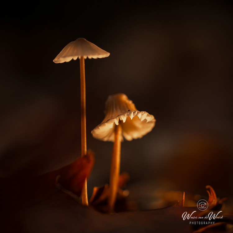 2025-10-10 - Hoedje in het donker<br/>Krakelingsebos - Zeist - Nederland<br/>Canon EOS R5 - 100 mm - f/3.5, 1/250 sec, ISO 800