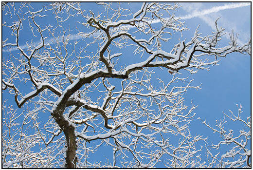 2009-12-21 - Grillige boom met sneeuw<br/>Heidestein - Zeist - Nederland<br/>Canon EOS 50D - 35 mm - f/8.0, 0.04 sec, ISO 200