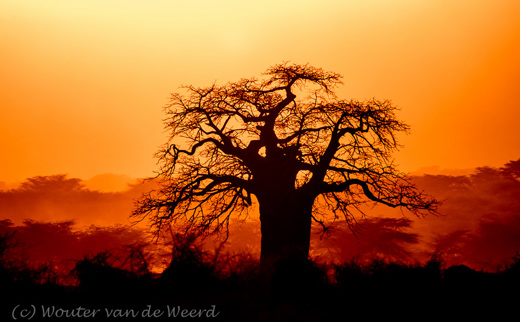 2015-10-18 - Baobab bij zonsondergang<br/>Omgeving Lake Manyara NP - Tanzania<br/>Canon EOS 7D Mark II - 420 mm - f/4.0, 1/500 sec, ISO 160