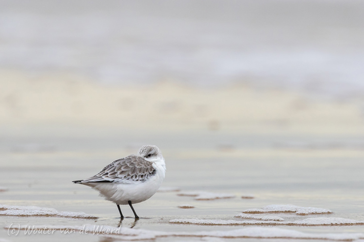 2020-01-04 - Drieteenstrandlopertje, slapend maar toch alert<br/>Strand - Katwijk aan zee - Nederland<br/>Canon EOS 7D Mark II - 400 mm - f/5.6, 1/320 sec, ISO 800