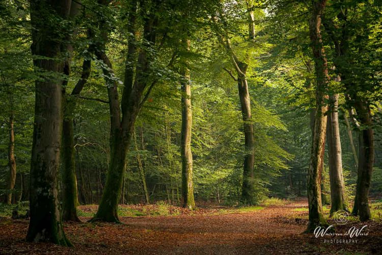 2026-10-02 - Licht door de bomen<br/>Speuldersbos - Garderen - Nederland<br/>Canon EOS R5m2 - 125 mm - f/9.0, 2 sec, ISO 100